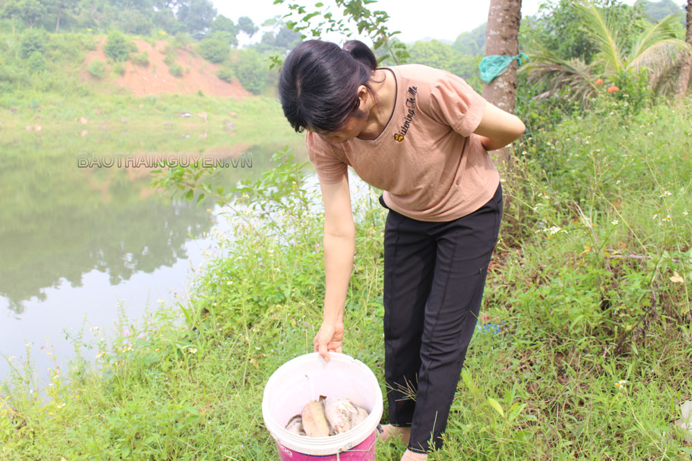  Mấy ngày gần đây, gia đình chị Nguyễn Thị Hiền, ở xóm Đồi Chè, xã Phúc Trìu (T.P Thái Nguyên), đã vớt hàng chục cân cá chết tại hồ Núi Cốc.