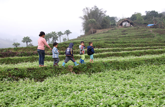  Hoa tam giác mạch đã nở rộ khiến Bản Tèn đẹp như một bức tranh.