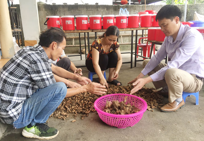  Ông Phạm Quang Nạp (ngồi bên phải ngoài cùng) hướng dẫn người dân phân loại nghệ đen.