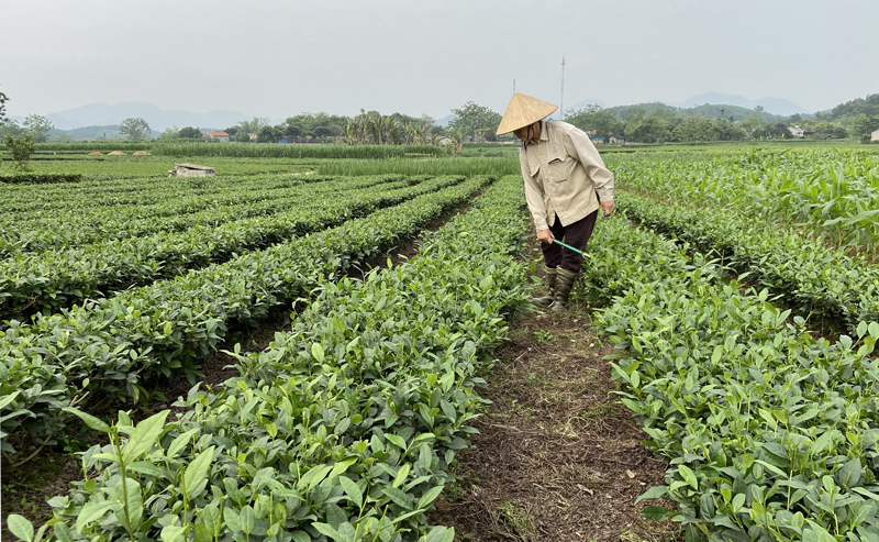  Nông dân xóm Cà Phê, xã Minh Lập (Đồng Hỷ) chuẩn bị các điều kiện để bước vào vụ sản xuất chè chính vụ. Ảnh: Chị Nguyễn Thị Dung dọn vệ sinh cho bãi chè của gia đình.