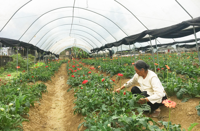  Do được chống rét bằng mái vòm che nilon và lưới đen nên 6 sào hoa đồng tiền của gia đình bà Ngô Thị Liễu, ở tổ 23, phường Túc Duyên (T.P Thái Nguyên) vẫn sinh trưởng, phát triển tốt.