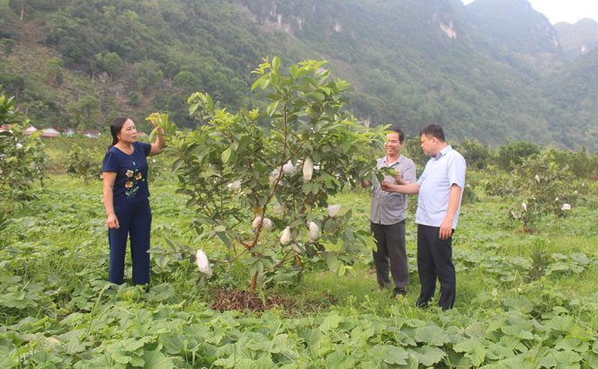   Bí thư Chi bộ Nguyễn Văn Huân và Phó Bí thư Chi bộ, Trưởng xóm Phượng Hoàng Triệu Thị Ánh đều là những người được nhân dân trong xóm tín nhiệm cao, đang cùng đồng chí Nguyễn Hồng Lam (ngoài cùng bên phải), Bí thư Đảng ủy xã Phú Thượng (Võ Nhai) thăm một mô hình trồng cây ăn quả.