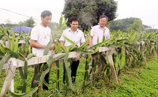   Lãnh đạo xã Nam Hòa thăm quan mô hình trông cây ăn quả tổng hợp của người dân xóm Na Tranh.