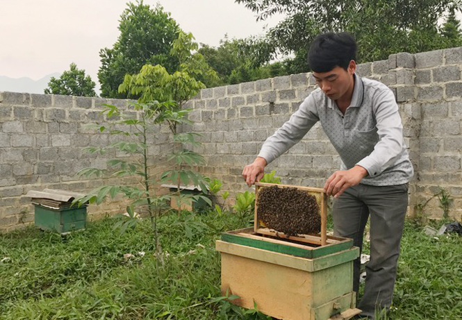  Vận động người dân chuyển đổi cơ cấu cây trồng, vật nuôi là một trong những nội dung được thực hiện trong xây dựng NTM ở Lục Ba. Trong ảnh: Ngoài chăn nuôi lợn, gia đình anh Trần Đình Thắng, xóm Đồng Mưa, xã Lục Ba còn trồng cây ăn quả và nuôi ong cho thu nhập cao.