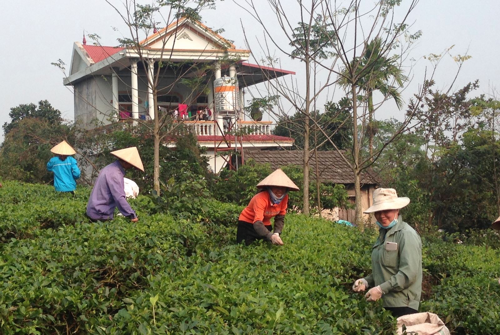  Mô hình trồng chè theo tiêu chuẩn VietGAP của gia đình vợ chồng anh Trần Văn Quang và Nguyễn Thị Ngân với diên tích trên 6.000m2, hàng năm cho thu nhập gần 300 triệu đồng.