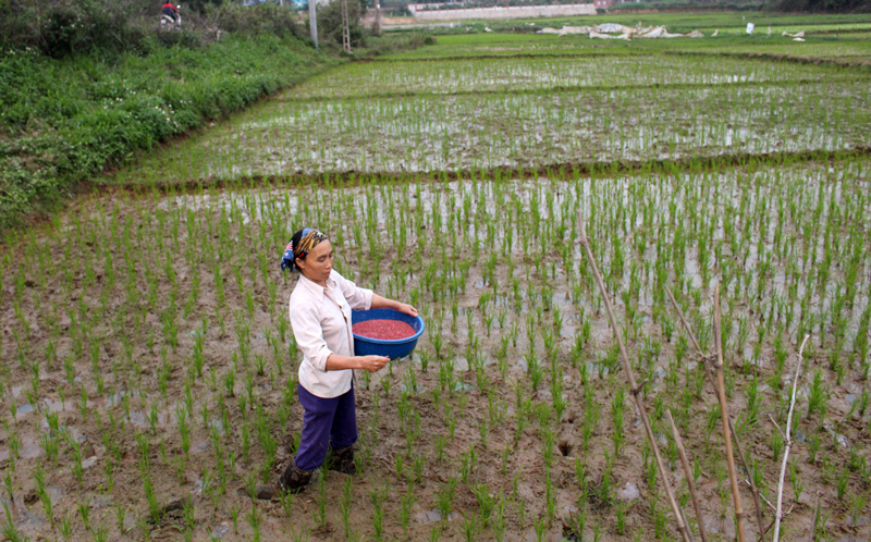  Bà Nguyễn Thị Giang, xóm Đông Yên, xã Thượng Đình (Phú Bình) bón phân cho diện tích lúa của gia đình.