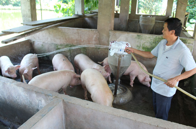  Để phòng chống dịch bệnh, ngoài việc thường xuyên vệ sinh chuồng trại, khử độc tiêu trùng, người dân xã Linh Thông (Định Hóa) không tái đàn ồ ạt mà tuân thủ theo khuyến cáo, hướng dẫn của cơ quan chuyên môn.