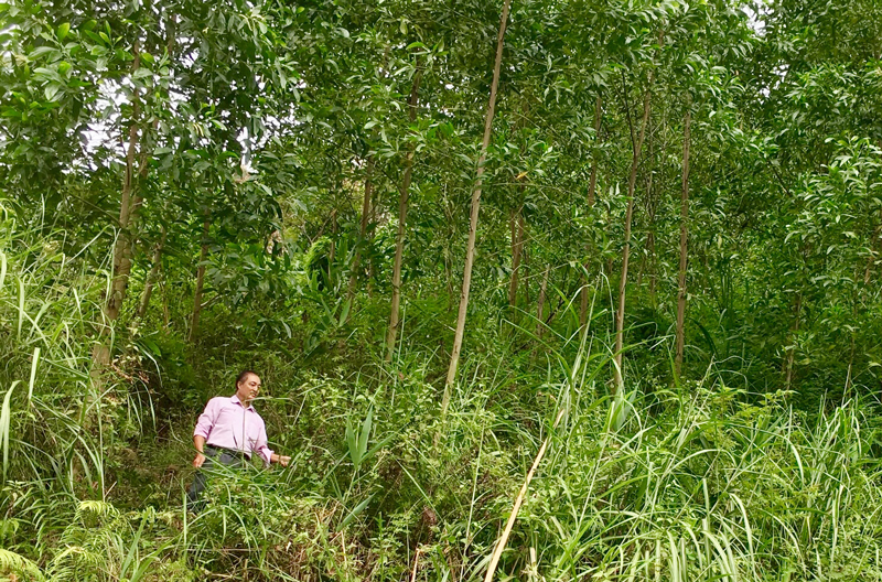  Anh Dương Văn Huy, xóm Vân Khánh, xã Văn Lăng (Đồng Hỷ) chăm sóc rừng keo nuôi cấy mô của gia đình.