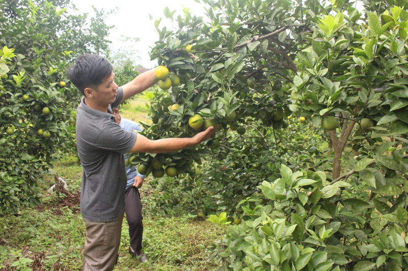  Mô hình trồng cam Vinh tại xã Tân Long, quy mô 2ha đã đem lại hiệu quả kinh tế cho người dân. Bình quân, mỗi gốc cam người dân có thể thu được từ từ 2-3 tạ quả, giá bán trung bình 30 nghìn đồng/kg.