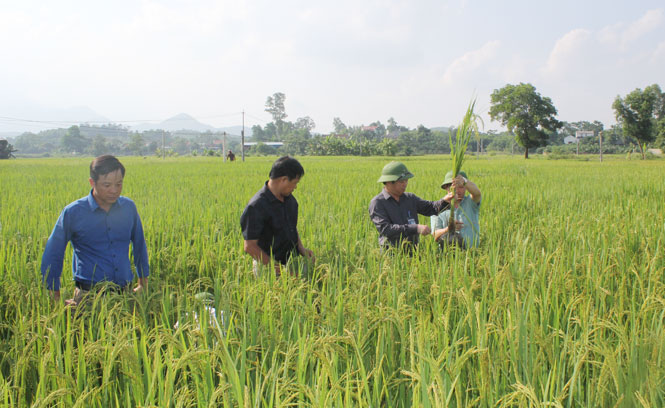  Nhờ tích cực kiểm tra đồng ruộng và triển khai các biện pháp phòng trừ sâu bệnh nên tình hình sâu bệnh trên cây lúa được khống chế kịp thời, năng suất lúa Xuân đạt trên 55,5 tạ/ha.