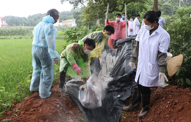  Tiêu hủy lợn mắc dịch bệnh tả lợn châu Phi ở Phú Bình.