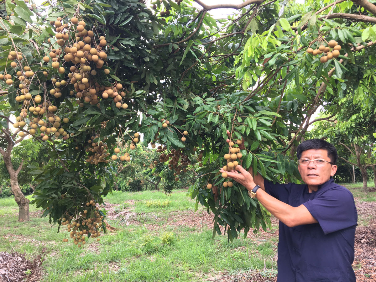  Người dân xóm Thuận Đức, xã Minh Đức (T.X Phổ Yên) đưa giống nhãn Hưng Yên vào trồng cho thu nhập khá.