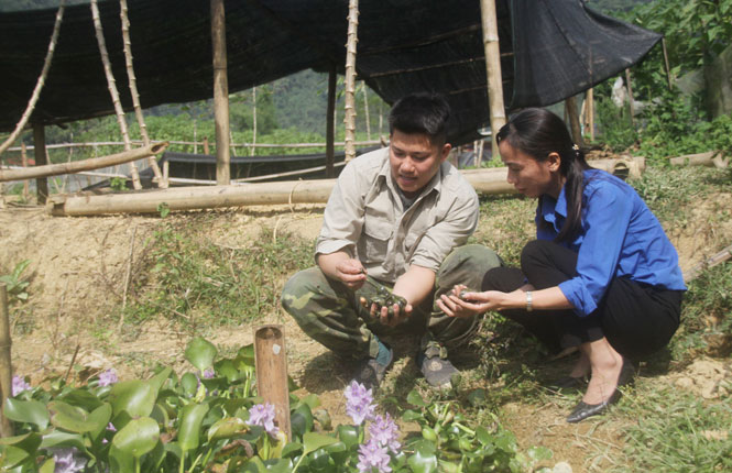  Anh Lương Quốc Hùng hướng dân người dân và ĐVTN trong xã phát triển mô hình nuôi ốc nhồi, đến nay đã có gần 100 hộ trên địa bàn xã Thượng Nung (Võ Nhai) có thu nhập từ nuôi ốc nhồi.