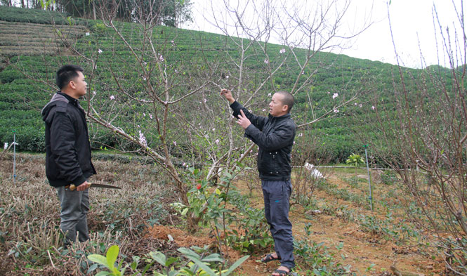  Anh Nguyễn Trung Kiên và anh Nguyễn Văn Điền (ở tổ 4, thị trấn Sông Cầu, Đồng Hỷ) lo lắng, băn khoăn về việc quản lý, truy xuất nguồn gốc đào theo Chỉ thị của Thủ tướng Chính phủ.