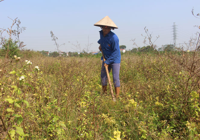  Do thiếu nước sản xuất nên một số diện tích đất nông nghiệp ở xóm Bắc bỏ không để cỏ dại mọc.