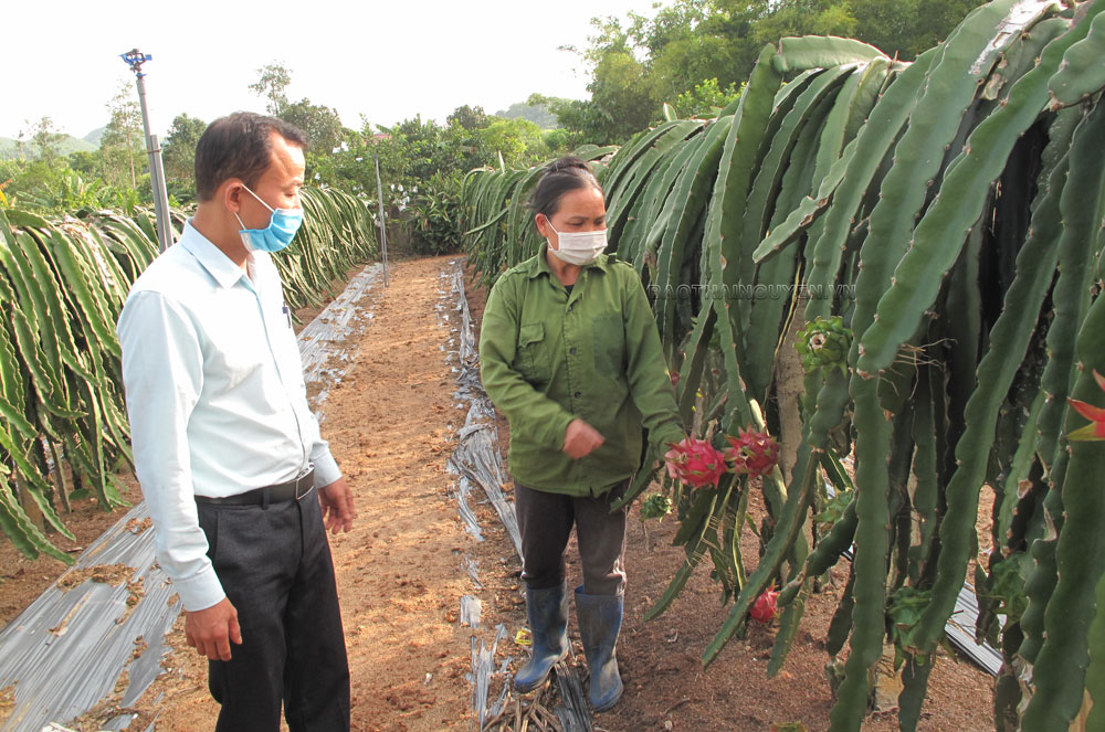  Gia đình đảng viên Vi Thị Vân, ở xóm Cao Phong, xã Hợp Tiến (Đồng Hỷ), xây dựng mô hình kinh tế tổng hợp đạt thu nhập trên 200 triệu đồng mỗi năm.