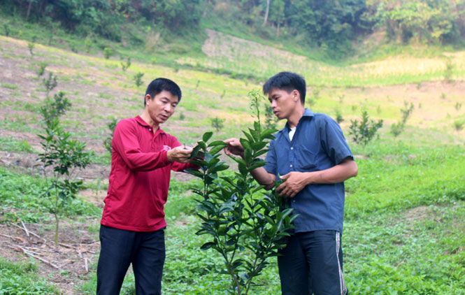  Anh Hà Văn Nguyên (người đứng bên trái), cán bộ khuyến nông xã Sảng Mộc (Võ Nhai) hướng dẫn người dân xóm Khuổi Mèo phát hiện và trị bệnh cho cây cam.