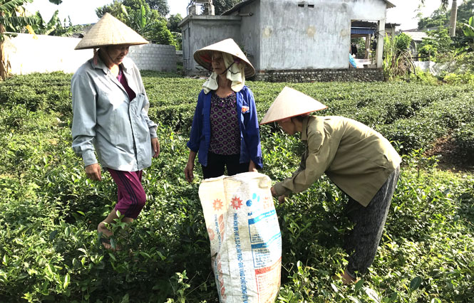  Đảng viên Đàm Thị Huân, Chi bộ Soi Chè (ngoài cùng bên trái) cùng người dân trong xóm trao đổi kỹ thuật chăm sóc chè.