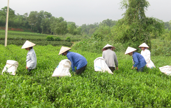  Nông dân xóm Tiến Thành 1, xã Bình Thuận (Đại Từ) thu hái chè vụ đông.