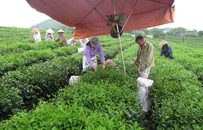  Nhờ làm tốt công tác tuyên truyền vận động, 100% các hộ dân ở xóm Cà Phê 1, xã Minh Lập thay thế giống chè cũ bằng các giống chè cành.