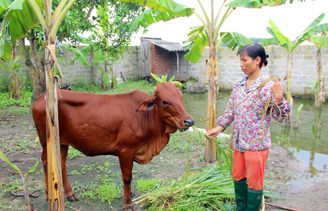  Được hỗ trợ bò giống sinh sản từ phong trào “Ba ngày tiết kiệm một nghìn đồng”, gia đình chị Trần Thị Thủy, hội viên Chi hội Phụ nữ xóm Chùa, xã Hồng Tiến (T.X Phổ Yên) đã từng bước vượt qua khó khăn, vươn lên ổn định cuộc sống.