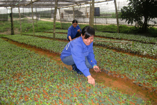  Công nhân Công ty cổ phần giống cây trồng (Công ty cổ phần Vật tư Nông nghiệp tỉnh) chăm sóc các hom chè cành giống LDP1.