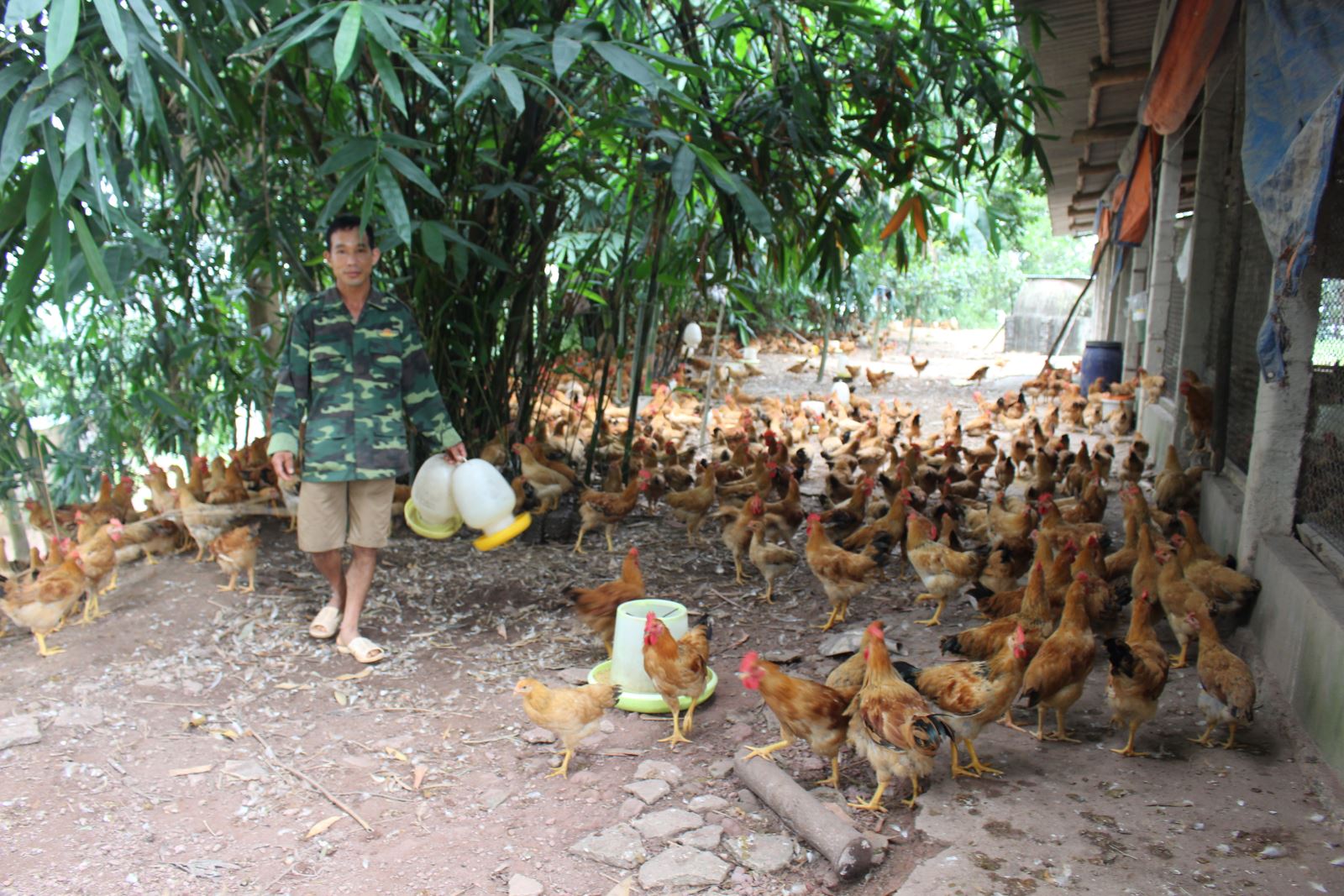  Mô hình kinh tế tổng hợp chăn nuôi lợn, gà, trồng keo, cây ăn quả của gia đình anh Phan Văn Huy ở xóm Bàn Đạt, xã Bàn Đạt cho thu lãi khoảng 500 triệu đồng/năm.