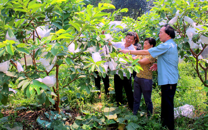  Lãnh đạo Ban Dân vận Huyện ủy, Ủy ban MTTQ huyện Định Hóa tham quan mô hình trồng cây ăn quả tại xã Kim Phượng.