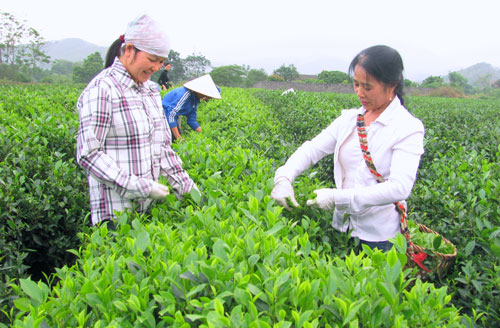  Gia đình chị Phạm Thị Tuyết, xóm Phúc Tài trồng hơn 1 mẫu chè cành giống mới cho thu lãi mỗi năm khoảng 100 triệu đồng