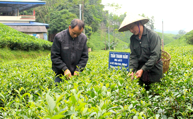  Huyện Đồng Hỷ sẽ quy hoạch xây dựng vùng sản xuất chè an toàn theo tiêu chuẩn VietGap, chè hữu cơ tại các xã Khe Mo, Minh Lập, Sông Cầu... Trong ảnh: Gia đình ông Trần Thanh Năm, xóm Tiền Phong, xã Khe Mo chăm sóc diện tích chè an toàn của gia đình.