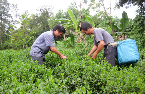  Người dân xóm 5, thị trấn Sông Cầu (Đồng Hỷ) đang hái chè để luyện tập cách chế biến chè bằng chảo gang.