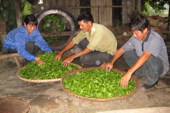  Năm 2012, người dân thị trấn Sông Cầu (Đồng Hỷ) bắt đầu sản xuất chè theo quy trình VietGAP trên diện tích 10ha. Hiện nay, mô hình này đã được nhân rộng trên địa bàn. Trong ảnh: Người dân xóm 5, thị trấn Sông Cầu chế biến chè.