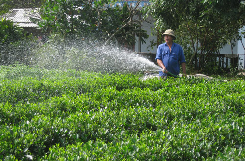  Hiện nay, xã Phúc Xuân (T.P Thái Nguyên) có 300ha chè, trong đó chè cành giống mới năng suất, chất lượng chiếm trên 50%. Trong ảnh Nông dân xóm Cây Thị, xã Phúc Xuân (T.P Thái Nguyên) tưới chè.