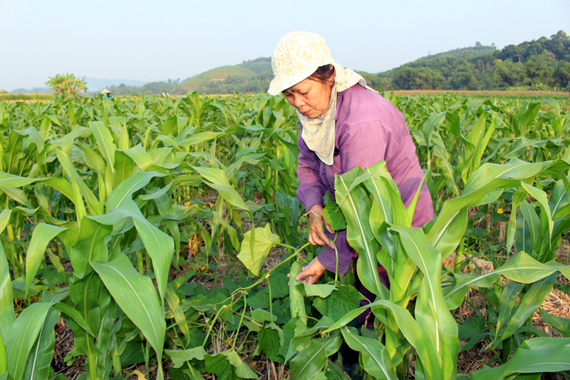  Mô hình trồng dưa chuột xen canh với cây ngô cho thu nhập gần 20 triệu đồng/sào/vụ đang được bà con nông dân xã Trung Lương (Định Hóa) triển khai nhân rộng, góp phần nâng cao thu nhập cho người dân.