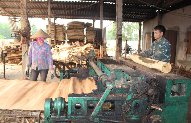  Tận dụng thế mạnh trồng từng ở địa phương, anh Đặng Văn Phượng, xóm Cầu Cong, xã Tân Khánh (Phú Bình) đã xây dựng cơ sở sản xuất gỗ ván bóc, tạo việc làm cho 10 lao động địa phương.