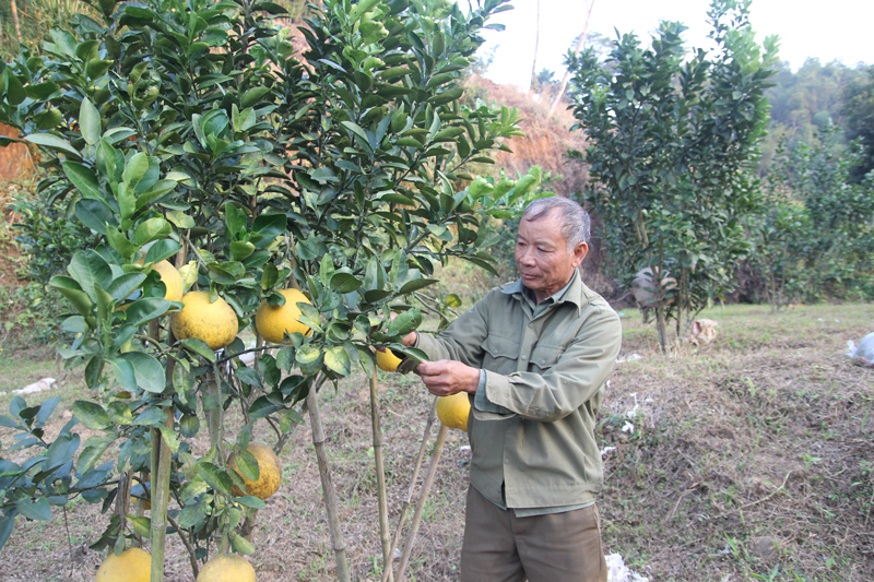  Ông Quang chăm sóc những cây bưởi chuẩn bị xuất bán trong dịp Tết Nguyên đán.