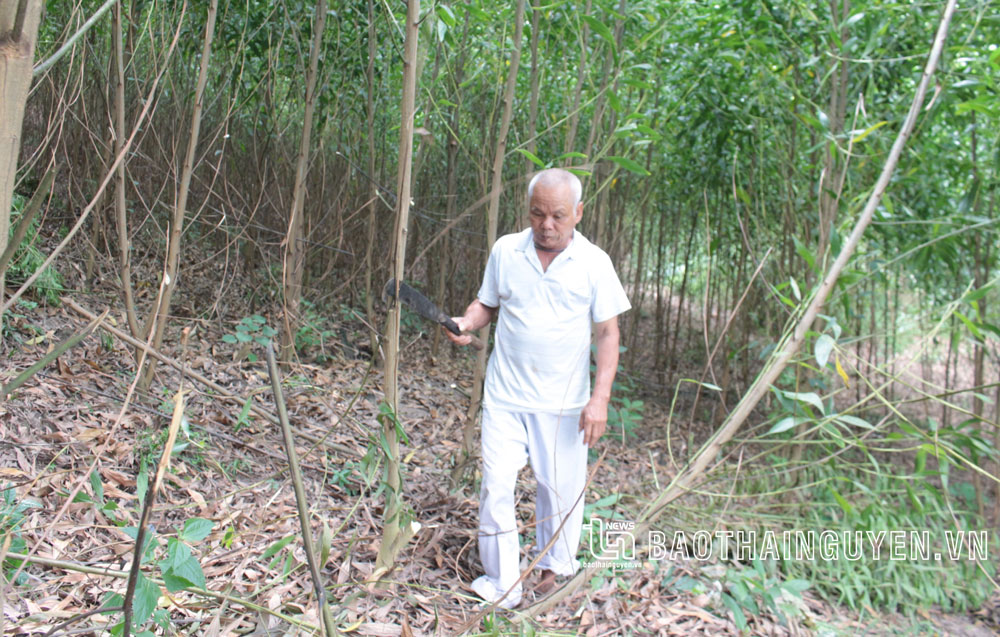  Gia đình ông Nguyễn Văn May, ở xóm Bờ La, xã Tân Kim (Phú Bình), nhận giao khoán đất của Công ty Lâm nghiệp Đồng Phú từ hơn 30 năm trước, mong muốn được cấp theo hiện trạng sử dụng.