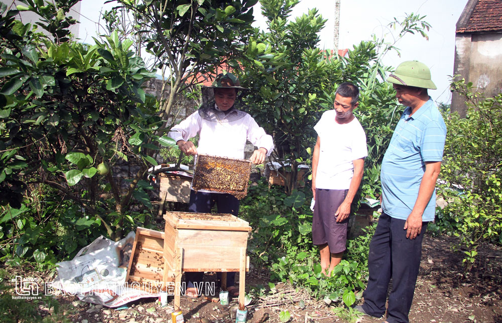  Người dân trong xóm đến học hỏi mô hình nuôi ong của ông Nguyễn Văn Bẩy.