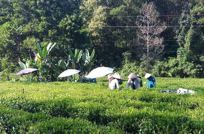  Ngoài đầu tư xây dựng cơ sở hạ tầng, huyện Đồng Hỷ cũng chỉ đạo 2 xã Văn Lăng, Tân Long triển khai các giải pháp nhằm nâng cao thu nhập cho nhân dân. Trong ảnh: Người dân xóm Tân Thành, xã Văn Lăng thu hái chè của gia đình.