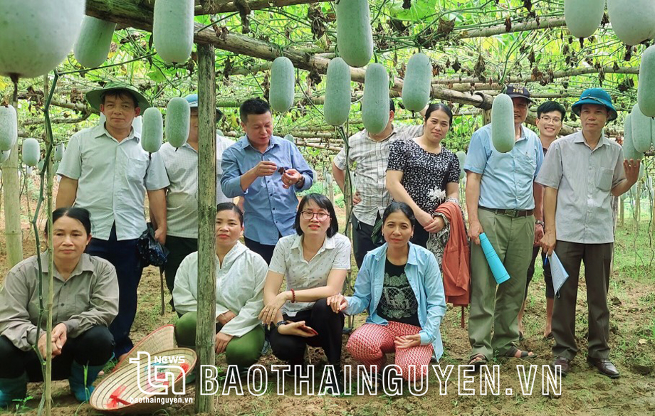  Mô hình phục tráng giống Bí thơm do Trường Đại học Nông lâm (Đại học Thái Nguyên) triển khai tại huyện Ba Bể, tỉnh Bắc Kạn.