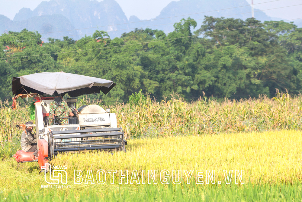  Trong nông nghiệp, nông dân La Hiên đã ứng dụng nhiều máy móc, thiết bị vào sản xuất, đem lại hiệu quả cao.