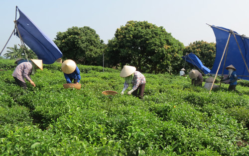  Vườn chè của gia đình anh Trần Văn Thắng ở xóm Hồng Thái 2, xã Tân Cương (T.P Thái Nguyên) là một trong những mô hình được chọn để khách đến thăm quan tại Festival Trà lần thứ hai.