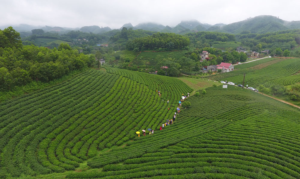  Vùng nguyên liệu của làng nghề chè truyền thống tại thị trấn Sông Cầu là một trong những điểm trải nghiệm hấp dẫn với nhiều du khách. Ảnh: Mạnh Hùng