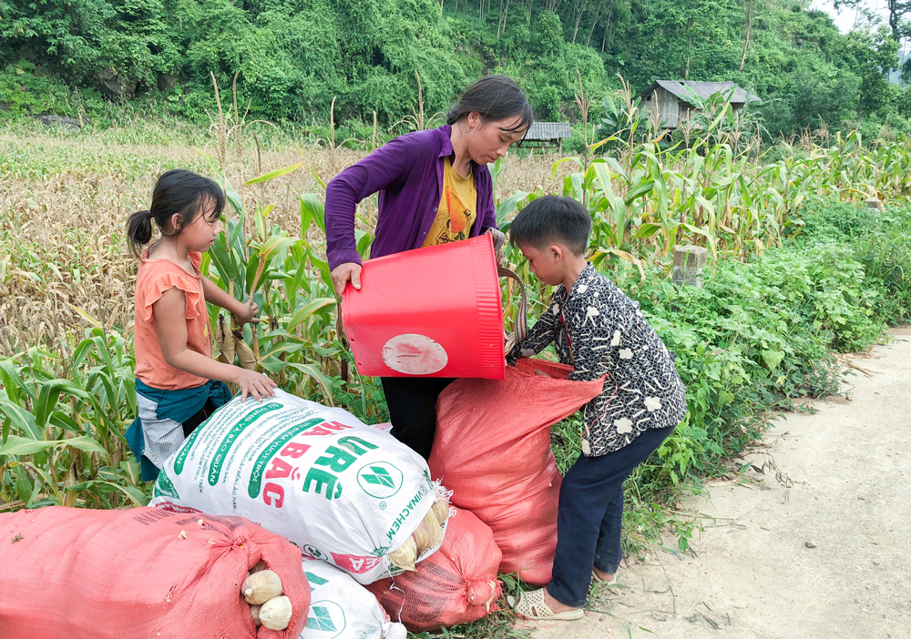  Chị Hoàng Thị Pình, người dân tộc Mông ở Lân Thùng, thu hoạch ngô.