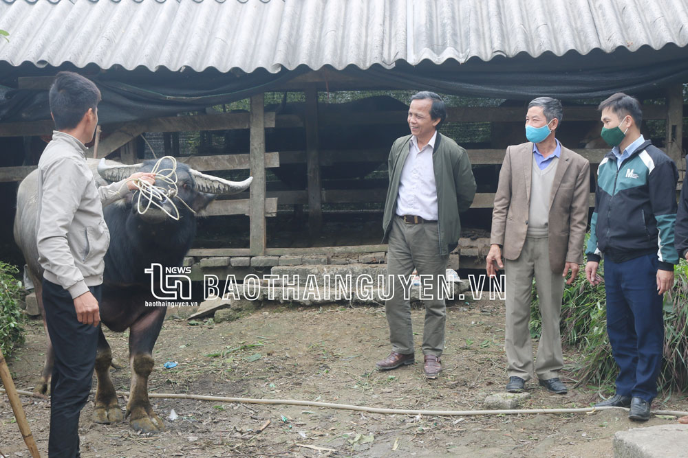  Cán bộ, hội viên Hội Nông dân xã Lâu Thượng (Võ Nhai) trao đổi kinh nghiệm nuôi vỗ béo trâu bò thương phẩm.