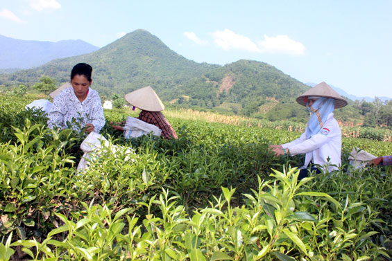  Người dân trên địa bàn huyện Đại Từ tích cực chăm sóc nương chè để có sản phẩm chất lượng cao giới thiệu tại Lễ hội.