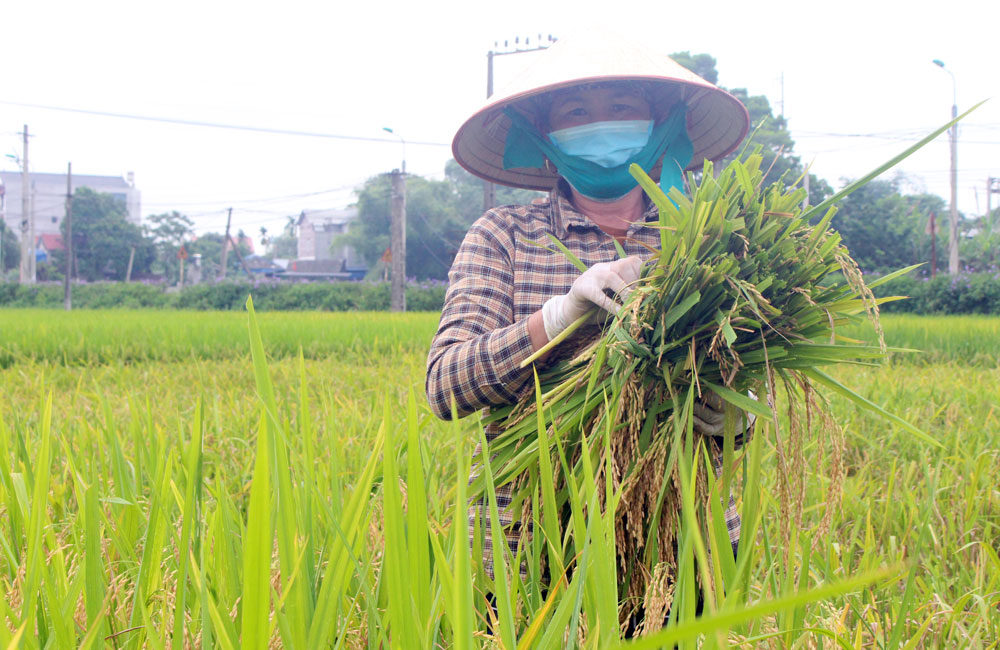  Nông dân xóm Giữa, xã Nam Tiến thu hoạch lúa vụ xuân.