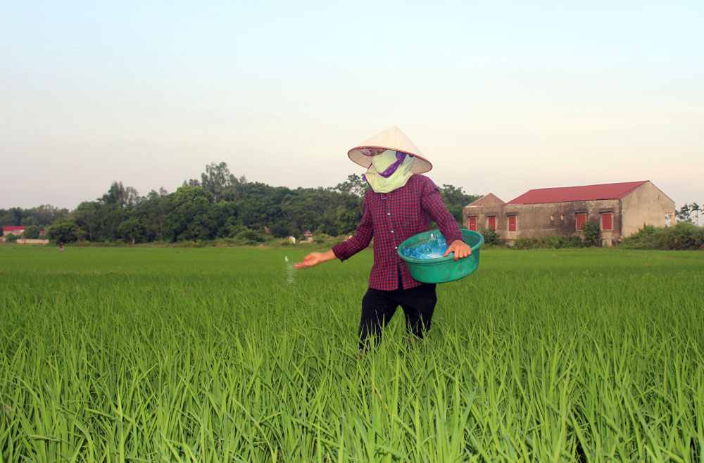  Người dân xóm Ngọc Lý, xã Tân Đức (Phú Bình) chăm sóc lúa mùa.