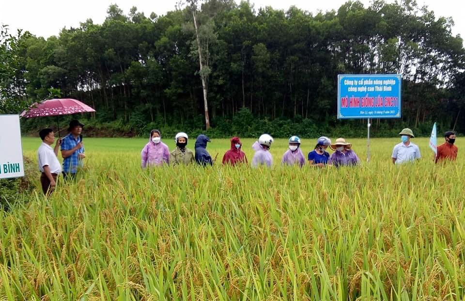  Mô hình giống lúa CNC 11 tại xã Bảo lý (Phú Bình) cho năng suất 2,4 tạ/sào.