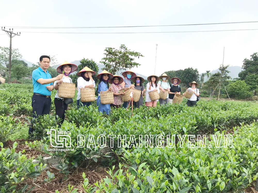  Hợp tác xã Trà và Du lịch cộng đồng Tiến Yên, xã Tân Cương (TP. Thái Nguyên) đón tiếp khách nước ngoài đến tham quan, trải nghiệm.